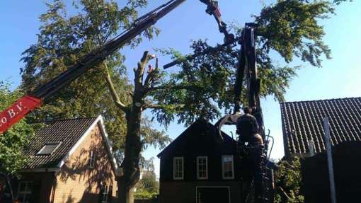 beuken boom rooien helvoirt